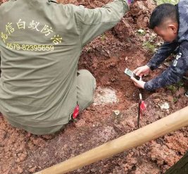白蟻防治現場