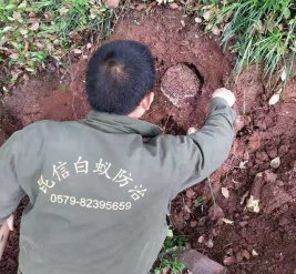 白蟻防治現場
